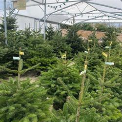 SAS Nurdin Cheminant Horticulture Paysage, Paroy-sur-Tholon - Horaires d'ouverture