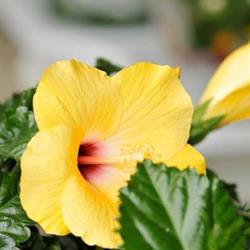 Jardinerie Brissi, Six-Fours-les-Plages - Horaires d'ouverture