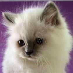 Dogicat, Saint-Privat-des-Vieux - Horaires d'ouverture