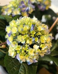 L'hortensia, Auneau - Horaires d'ouverture