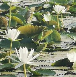 Atlantic Fleurs, Lacanau - Horaires d'ouverture