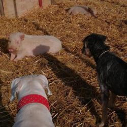 Toutou bio chien et chat, Toulouse - Horaires d'ouverture