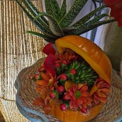 Mg Fleurs, Loire-Authion - Horaires d'ouverture