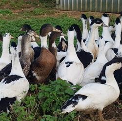 Foie Gras Du Parcq, Le Parcq - Horaires d'ouverture