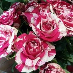Fleuriste A la Fleur Hollandaise, Cesson - Horaires d'ouverture