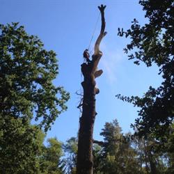 Araucaria, Étréchy - Horaires d'ouverture