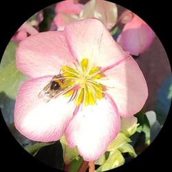 Fleurs Et Sens Sainte-Geneviève-des, Sainte-Geneviève-des-Bois - Horaires d'ouverture