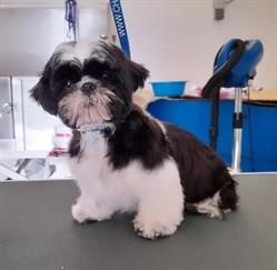 Pour toi mon Chien, Vaulnaveys-le-Haut - Horaires d'ouverture