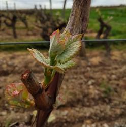Domaine Gardez, Doué-en-Anjou - Horaires d'ouverture