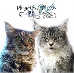 Le Paradis de Maïya & Blam's Coon, Blamont - Horaires d'ouverture