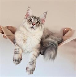 Chatterie Cocoon Cat's, Laval - Horaires d'ouverture