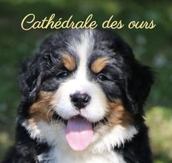 LA CATHEDRALE DES OURS, La Coudre - Horaires d'ouverture