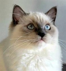 Chatterie des Ragma - élevage de Ragdoll, Château-Gontier - Horaires d'ouverture