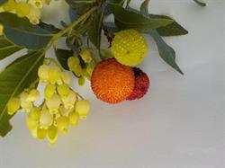 Arbre O Fraises, Le Luc - Horaires d'ouverture