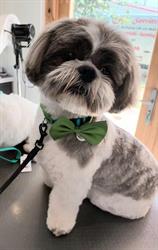 Beauty Dog Salon de Toilettage, Grand-Champ - Horaires d'ouverture