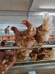 EGG Royal GOUSSEAU Guillaume, Les Alluets-le-Roi - Horaires d'ouverture