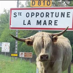 Mairie - Sainte-Opportune-la, Sainte-Opportune-la-Mare - Horaires d'ouverture