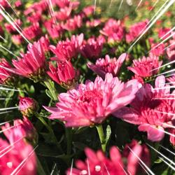 Horticulture Schreiner, Hurtigheim - Horaires d'ouverture