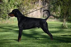Les Dobermans de la Babiole, Bouc-Bel-Air - Horaires d'ouverture