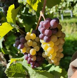 Domaine Barthel Bernardvillé, - Horaires d'ouverture