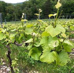 Domaine du Clos d'Arvières, Corbonod - Horaires d'ouverture