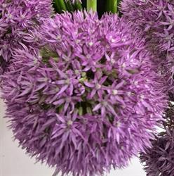 Bancel Fleurs, Le Crès - Horaires d'ouverture