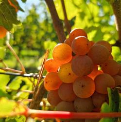 Vins Denis Meyer et Filles, Voegtlinshoffen - Horaires d'ouverture