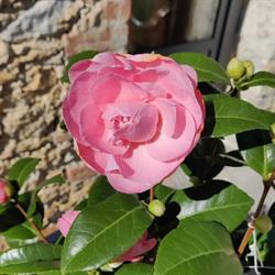 Le Mas des Roses, Boisset-et-Gaujac - Horaires d'ouverture