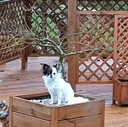 Pension canine, toilettage. Au Charme Canin, Royon - Horaires d'ouverture