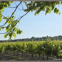 Mas Delgi - Relais Agrikolis & Domaine Viticole à Tourbes, - Horaires d'ouverture