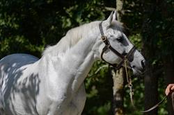 Haras de Thouars, Castella - Horaires d'ouverture
