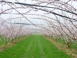 Earl Clair Fruits - Loriol-sur, Loriol-sur-Drôme - Horaires d'ouverture