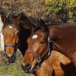 HARAS DE CLAIRIMA, Garganvillar - Horaires d'ouverture