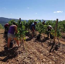 Sarl Vitizonne prestataire viticoles et agricoles, Carcassonne - Horaires d'ouverture