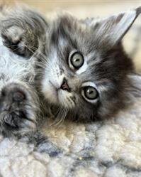 Maine Coon Chatterie BLOFELD, Aubais - Horaires d'ouverture