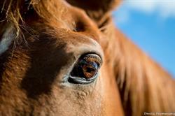 les chevaux des tareillots, Vieilley - Horaires d'ouverture
