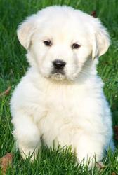 GOLDEN RETRIEVER DE LA BELLE LADY, Montendre - Horaires d'ouverture