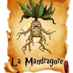 LA MANDRAGORE, Morlaix - Horaires d'ouverture