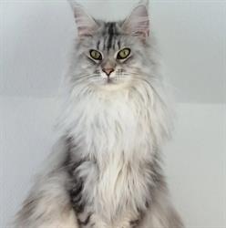 Chatterie du MaineCoon Coeur, Chalamont - Horaires d'ouverture