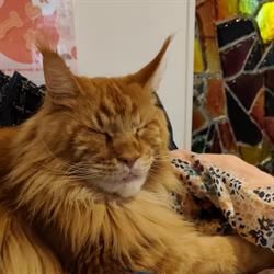 Salon de thé Le Chat Puccino Rennes - Horaires d'ouverture