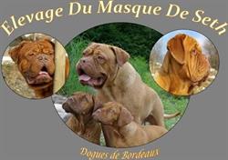 Elevage Canin du Masque de Seth, Willer-sur-Thur - Horaires d'ouverture