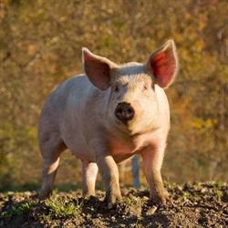 Exploitation Porcine 100% plein air, Venthon - Horaires d'ouverture