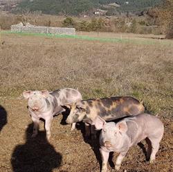 Aux cochons d'Ausson, Die - Horaires d'ouverture