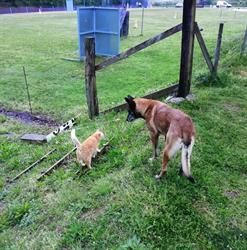 Club Canin Euskal-herria, Ciboure - Horaires d'ouverture