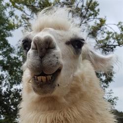 Les lamas de Johnny, Saint-Didier-d'Aussiat - Horaires d'ouverture