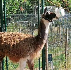Ferme les poneys de la Durme, Chélieu - Horaires d'ouverture