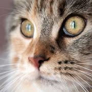Chatterie du Poulit Cat (Maine Coons), Montauban - Horaires d'ouverture