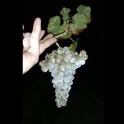 Fromentier Jacky - Le Clos de la Rose, Guillac - Horaires d'ouverture