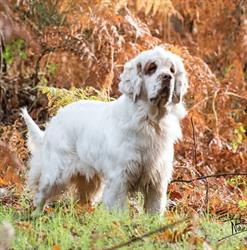 Centre Canin de Montolieu, - Horaires d'ouverture