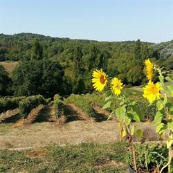 Vineyard View Studio France, Le Fleix - Horaires d'ouverture